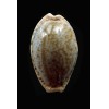 spurca verdensium 27,4mm