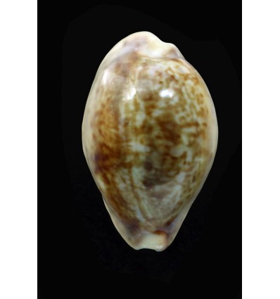 zonaria 36,3mm