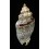 musica thiarella 71,9mm