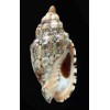 musica thiarella 71,9mm