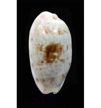 pellucens 25,0mm