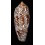 aulicus 108,5mm