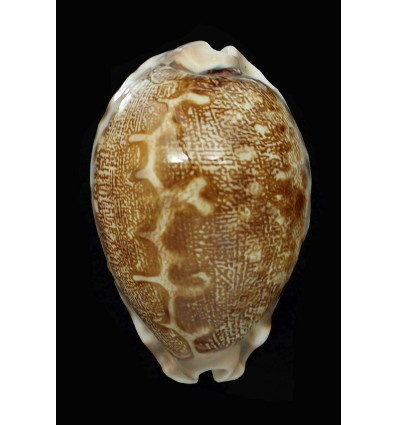 geographica rewa 56,0mm