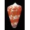 tessulatus 44,8mm