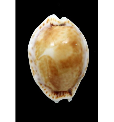 spurca acicularis 20,0mm