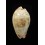 subviridis extranea 36,5mm
