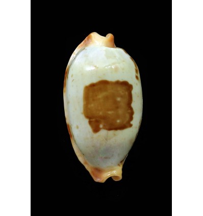 stolida salaryensis 29,2mm