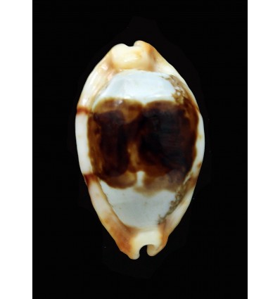 stolida crossei 33,7mm