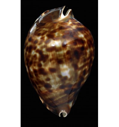 friendii vercoi 86,8mm