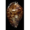 friendii vercoi 86,8mm