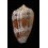 textile eumitus 81,5mm GIANT