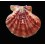 mirificus 45,0mm