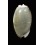 bulbosa 38,2mm
