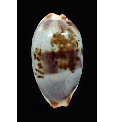 erythraensis 27,4mm BIG