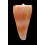 roseorapum 42,0mm