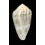 ventricosus 55,0mm BIG