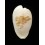 capensis 32,2mm