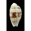 pellucens natalensis 22,8mm