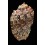 harpa  59,3mm SUPERB