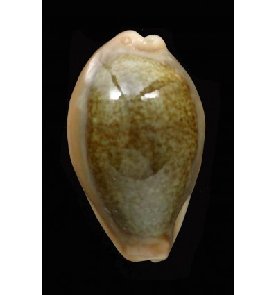 ovum chrysostoma 32,4mm