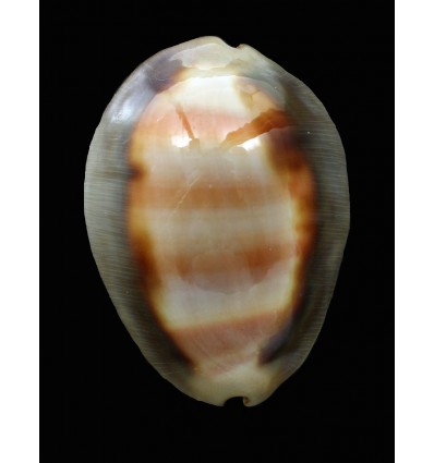 ventriculus 53,4mm