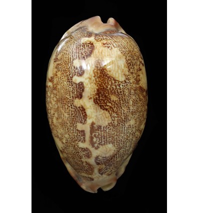 rosea ultraviola 72,3mm