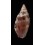 pauljohnsoni 33,1mm