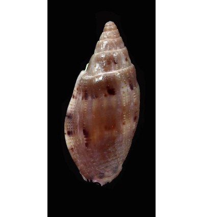 pauljohnsoni 33,1mm