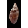 pauljohnsoni 33,1mm