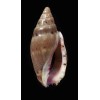 pauljohnsoni 33,1mm