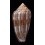 textile cholmondeleyi 64,1mm BIG
