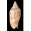 aulica malayensis 112,2mm