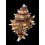 caledonicus 24,5mm RARE