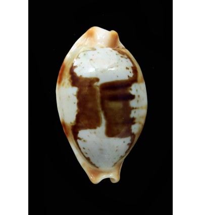 stolida 25,3mm