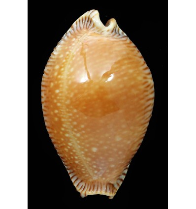 guttata surinensis 61,3mm