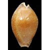 guttata surinensis 61,3mm