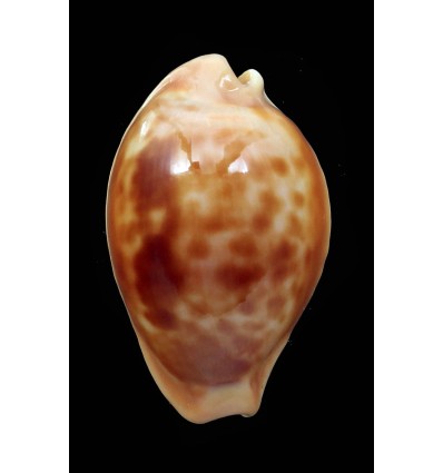 surinamensis 28,5mm