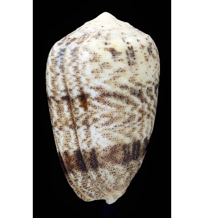 arenatus bizona 62,2mm