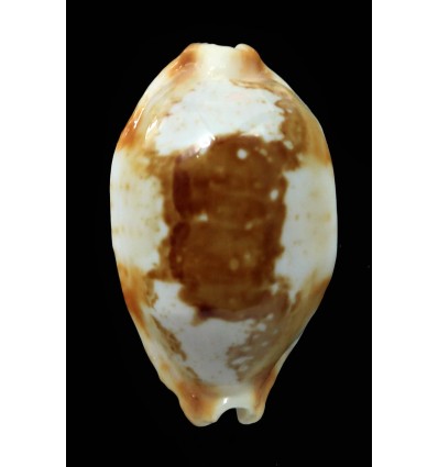 stolida crossei 34,8mm NC