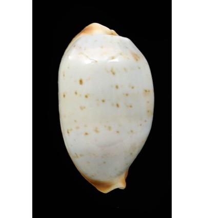 stolida crossei 22,4mm Vanuatu