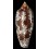 aulicus 140,0mm