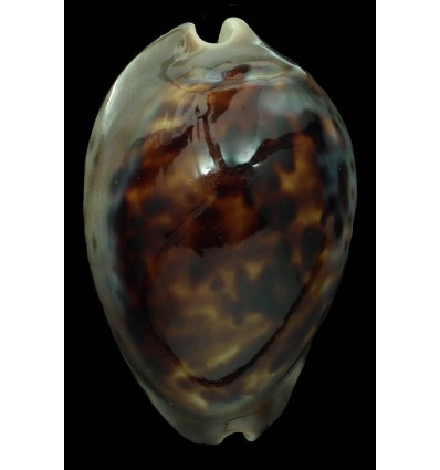 venusta episema 77,0mm BIG