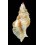 laurae 40,3mm RARE