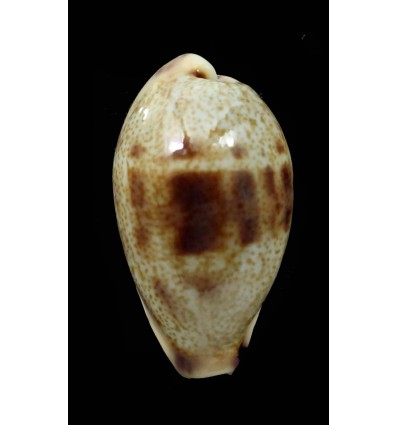 walkeri surabajensis 27,8mm