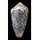 pennaceus bazarutensis 57,1mm