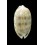 listeri 22,04mm ROSTRATE EXCEPTIONAL