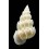 hayashii 33,1mm BIG