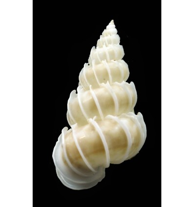 hayashii 33,1mm BIG