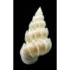 hayashii 33,1mm BIG
