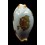 diauges salaryensis 29,9mm